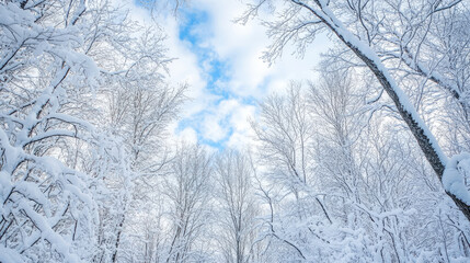 Snow-covered trees frame a bright sky, creating a serene winter scene that evokes tranquility and natural beauty.