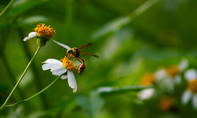 defocus black bees with a combination of yellow stripes that perch and search for nectar in wild plants