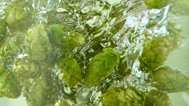 Super slow motion of rotating fresh hops cones in water . Underwater shot . Filmed on high speed cinema camera , 1000 fps .