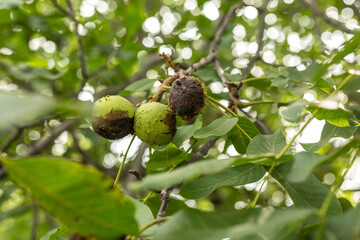 Affected green wallnuts