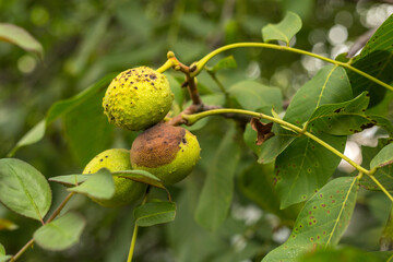 Affected green wallnuts