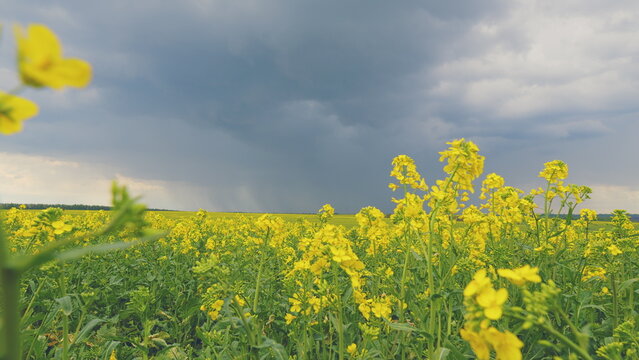 Yellow Flower Blossom Rapeseed Canola Agriculture Field. Blooming Canola Flowers. Flowering Bright Yellow Canola Field. Field With A Yellow Bloom.