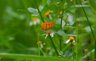 a phalantha phalantha butterfly perched on a blooming flower