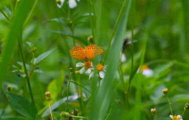 a phalantha phalantha butterfly perched on a blooming flower