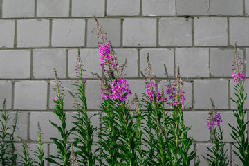 Różowa kwitnąca wierzbówka kiprzyca na tle białej cegły  © Paweł Kacperek