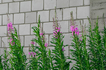 Drobne różowe kwiatki kwitną na tle starego białego muru z cegły, piękna tapeta © Paweł Kacperek