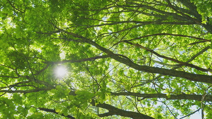 Deciduous Tree Branches In Warm Weather On A Sunny Day. Summer Mood In Forest With A View To Top To Sky.