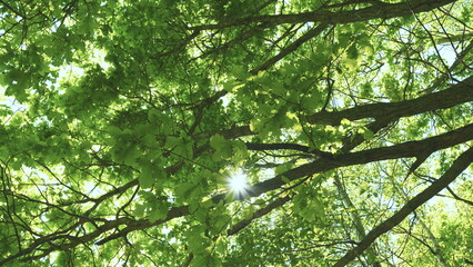 Obraz premium Crowns Of Deciduous Forest Trees With Fresh Leafs And Bright Afternoon Sun And Rays. Beautiful Summer Day.