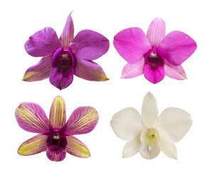 Fototapeta premium Collection of Dendrobium phalaenopsis orchid flower isolated on white background