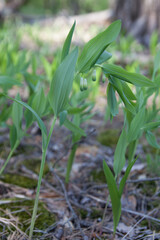 Planting crocus bulbs in a bulb basket