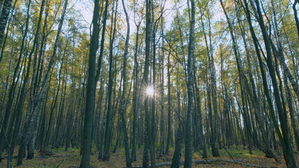 Beautiful forest. Warm day outdoors. Sunrays through trees in woodland. Timelapse.