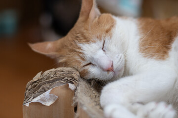 安心して眠る猫の顔　茶トラ白