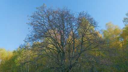 Obraz premium Autumn treetops background. Colorful autumn leaves and branches. Autumn abstract background. Real time.