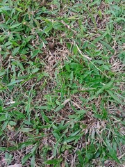 wild grass that grows naturally in the garden