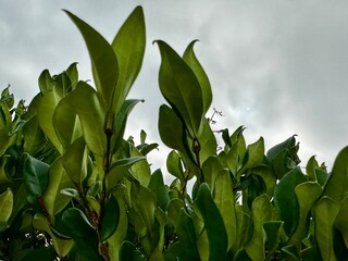 Lush green leaves against a cloudy sky backdrop, showcasing the freshness and vitality of nature in an overcast setting.