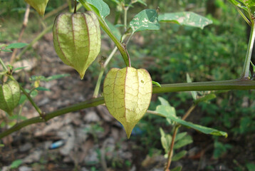 Physalis peruviana, Physalis peruviana is a fruit that grows wild and is rich in antioxidants,