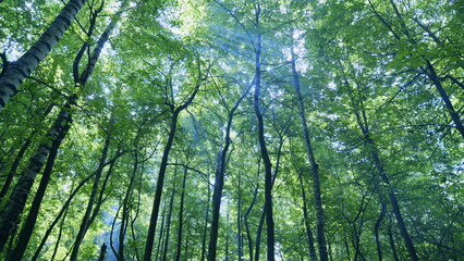 Fototapeta premium Beauty of spring nature. Panoramic view to forest with fresh green foliage. Wide shot.