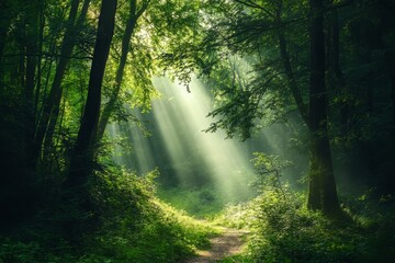 Fototapeta premium Sunlight streaming through trees in a lush green forest, creating magical rays in the misty air