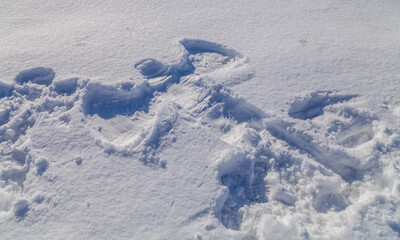 snow angel in the snow on a sunny day