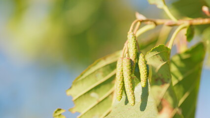 Branch of alnus glutinosa. Female alder or alnus catkins swaying and trembling in wind. Close up.