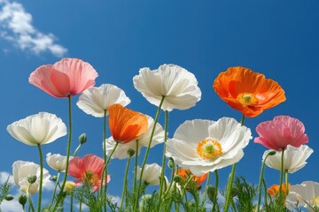 Fototapeta premium Vibrant Blooming Flowers Under a Tranquil Sky