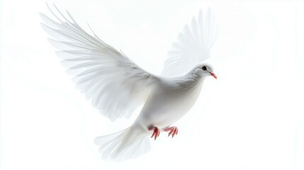 Obraz premium White Dove Isolated on White Background Symbolizing Freedom and Peace
