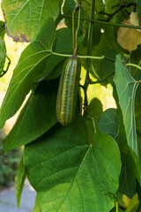 Aristolochia   manshuriensis (birthwort, pipevine )   in early autumn. Fruits, close-up