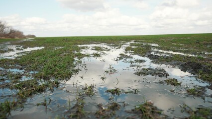 green sprouts of wheat on the field in early spring. large puddle of water after irrigation. agribusiness concept of green wheat field. plant growing of water young green wheat on a field landscape