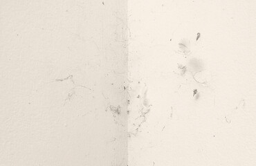Dirty wall with spiders and spider web or cobweb. Grunge and rough surface.