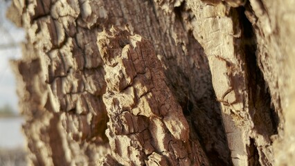 bark texture tree pattern. nature landscape a tree close-up concept. dry lifestyle tree bark abstract tree in park landscape nature concept