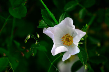 Hundsrose // Dog rose (Rosa canina) - Skutarisee, Montenegro