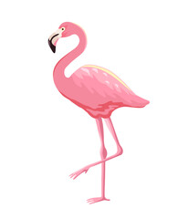 Pink flamingo illustration isolated on white background. Flamingo is a large waterfowl