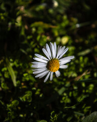 white daisy in the garden
