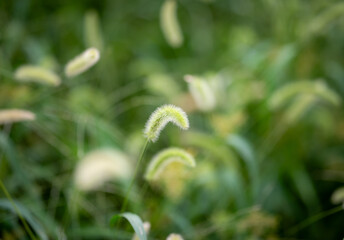 cat toy. in the field