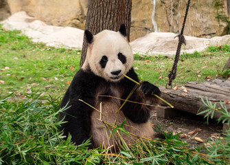 Fototapeta premium A giant panda munching on bamboo in a lush green habitat during daylight hours