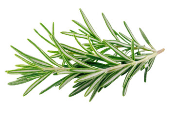 Fototapeta premium Fresh and aromatic rosemary herb on a white background, perfect for culinary or herbal design projects.