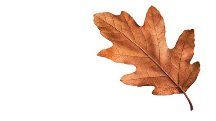 Fototapeta premium A vibrant autumn oak leaf showcasing rich brown hues against a white background, symbolizing the beauty of nature's change.