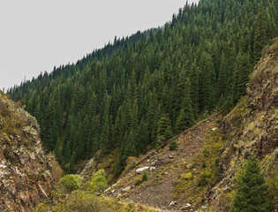 pine forest in the mountains