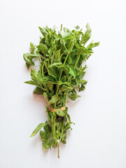 Basil one bunch isolate on white. Basil is a small herb whose leaves are usually eaten as a salad