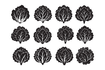 Lettuce silhouette vector illustration