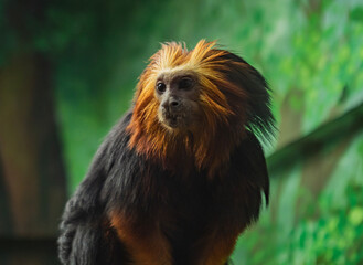 Golden-headed lion tamarin perched on a branch among vibrant foliage in a tropical environment
