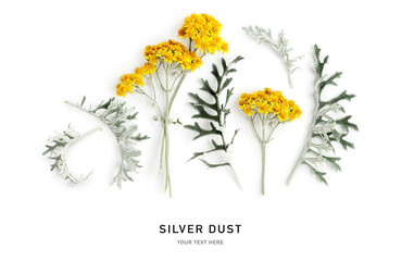 Silver dust lunaria leaves flowers isolated on white background.