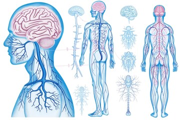 Illustration of the human body showing internal organs including brain and veins