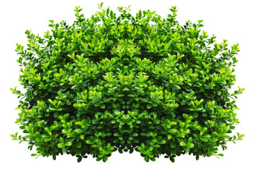 Fototapeta premium A lush full bush with a vibrant green hue, showcasing its intricate branching patterns on a white backdrop.