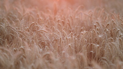 Fototapeta premium Beautiful nature sunset landscape. Harvest and harvesting concept. Selective focus.