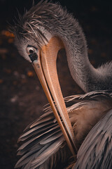 Pelikan czyszczący pióra,polskie zoo © Mariusz