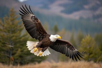 Obraz premium Bald Eagle Soaring in Natural Habitat Scenic Landscape