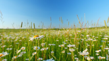 Obraz premium Field of flowers chamomile. Idyllic summer landscape with flowering white daisies and other herbs. Wide shot.