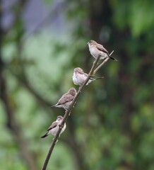 Group of Indian Silverbill bird sitting on the branch.