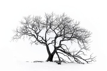 A single tree stands out in a vast, snow-covered field